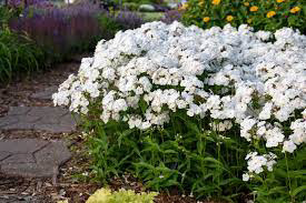 Phlox ~ Tall Garden ~ Kapow White