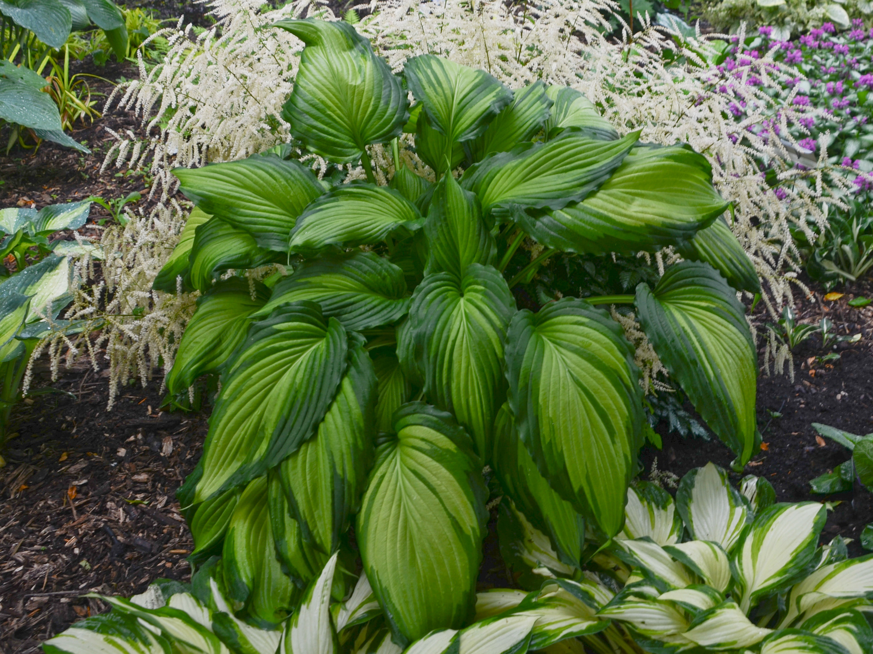 Hosta Angel Falls