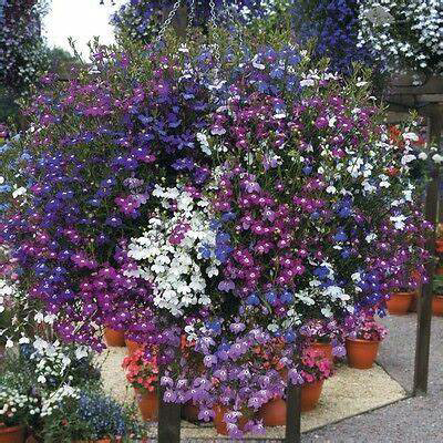 Lobelia Mixes