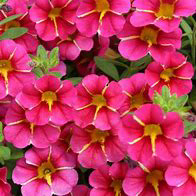 Cherry Star
