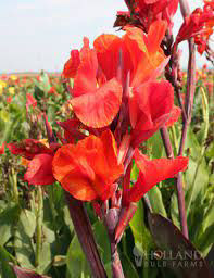 Canna Red King Humbert Green Leaf (Can be Overwintered)