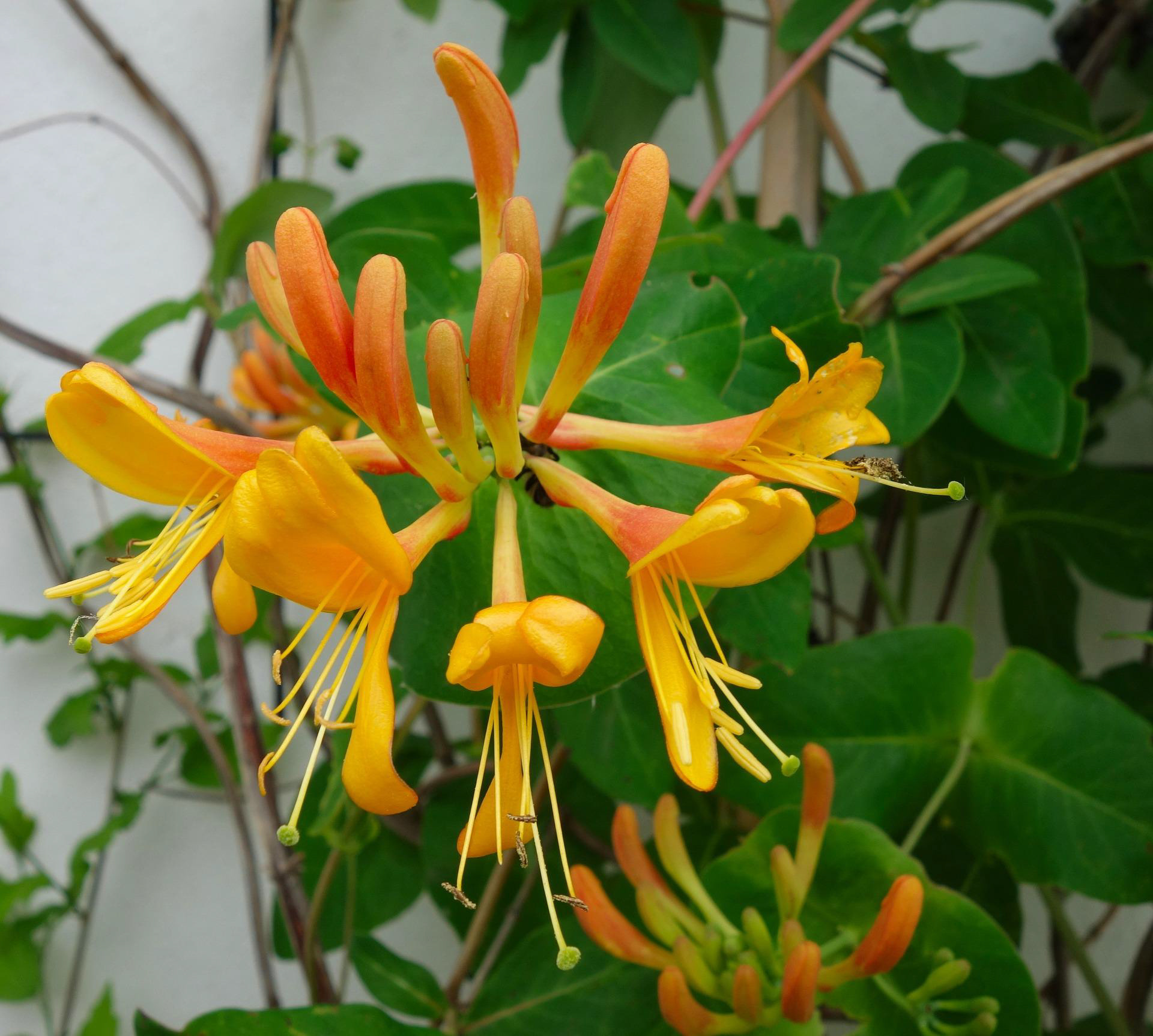 Honeysuckle Mandarin