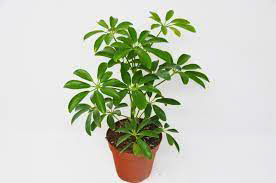 Schflerra Arboricola