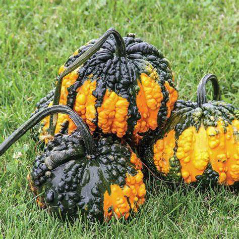 Horgarth Gourd