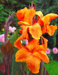 Canna Wyoming
