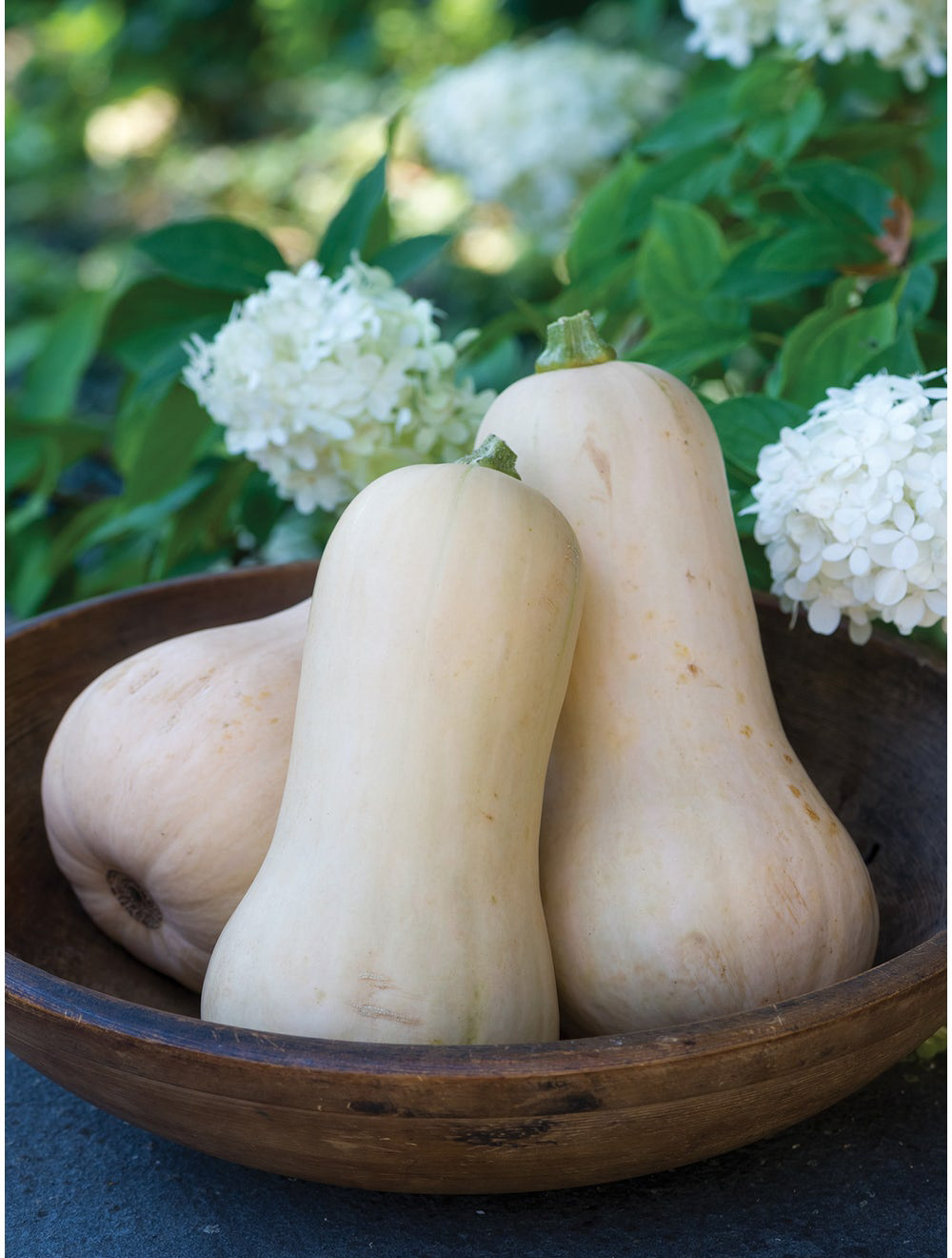 Winter Pilgrim Squash