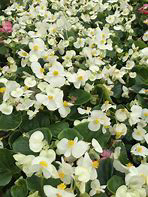 Begonia Bada Bing White