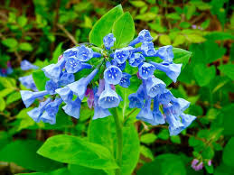 Virginia Blue Bells