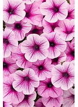 Supertunia Trailing Rose Veined PW