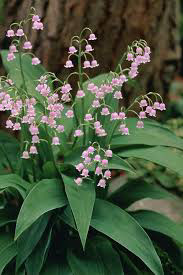 Lily of the Valley Convallaria Rosea
