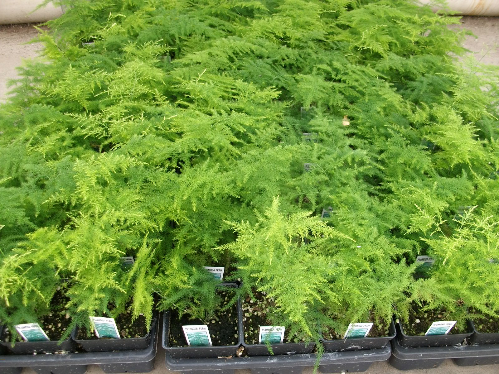 Asparagus Fern
