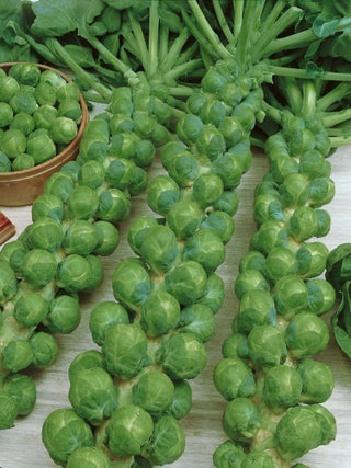 Green Gems Brussels Sprouts