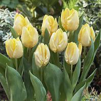 Tulip Sunny Prince