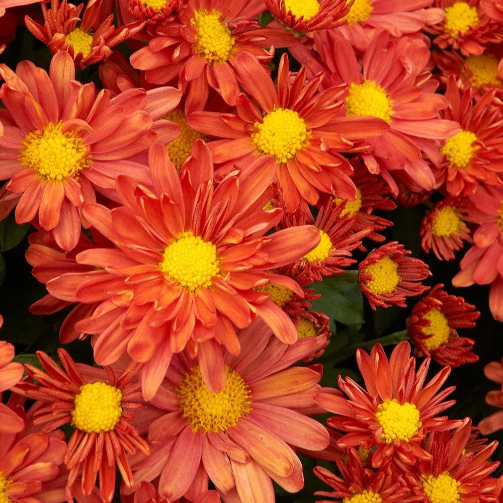 Pumpkin Daisy Igloo