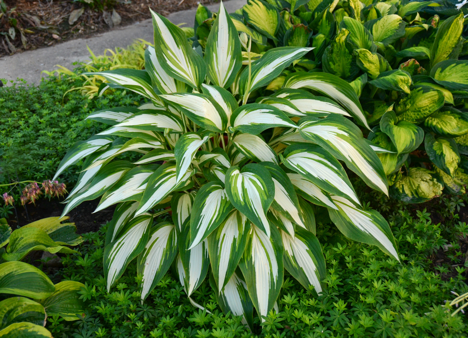Hosta Cool as a Cucumber
