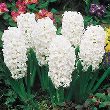 Hyacinth Carniege