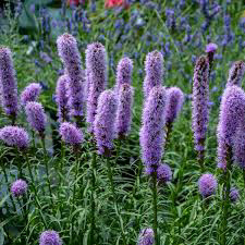 Liatris Spicata Kobold