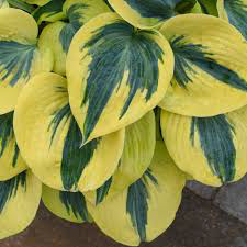 Hosta Autumn Frost