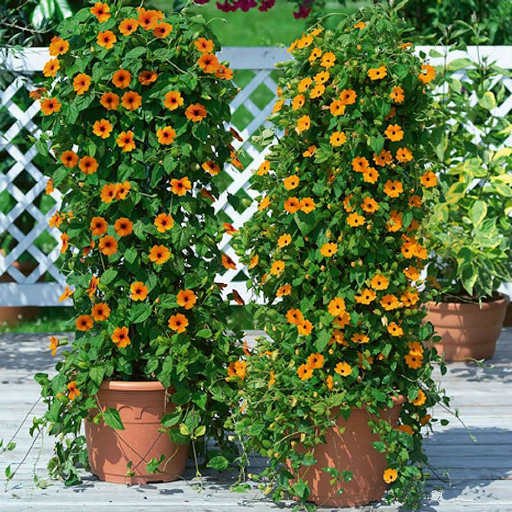 Thunbergia (Sunny Susie) Brownie