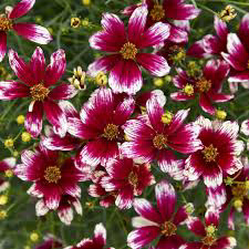 Coreopsis Designer Threads