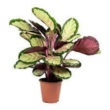 Calathea Siliva