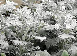 Dusty Miller Winter Whispers