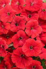 PW Supertunia Really Red