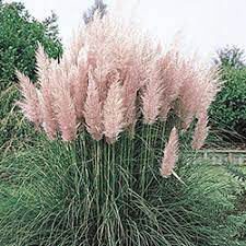 Grass Pampas Pink