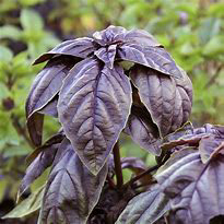 Basil Purple Ruffle