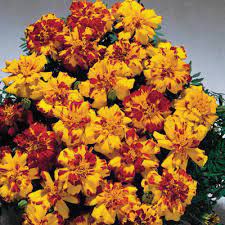Marigold Bolero