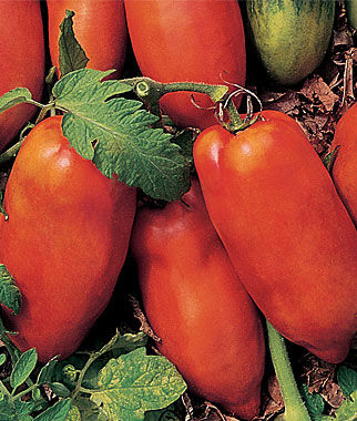 Polish Linguisa Paste Heirloom
