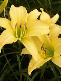 Daylily Hyperion