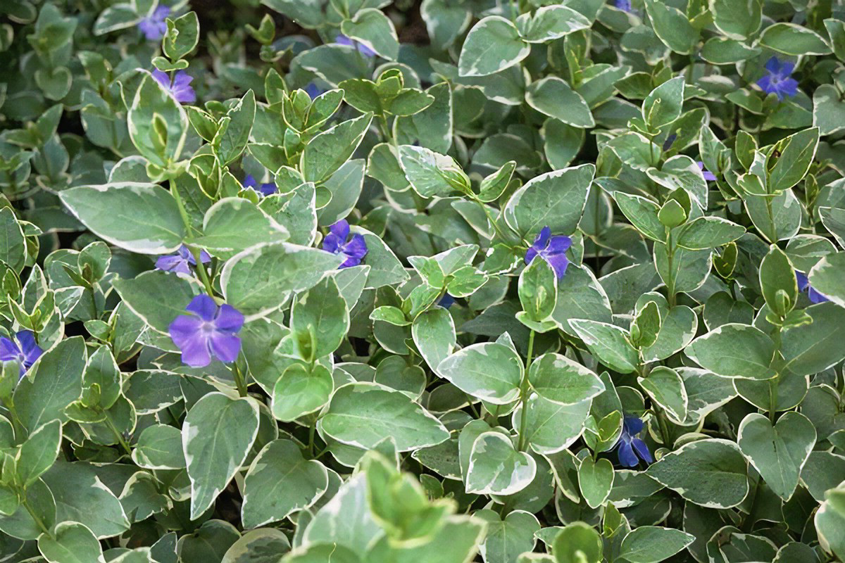 Vinca Vine Major Variegated (After Flowers Appear)