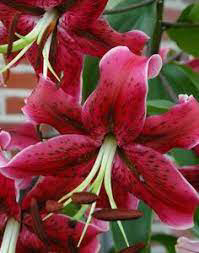 Tree Lily Miss Freya