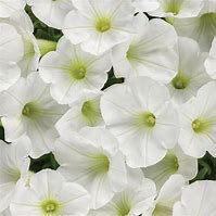 Supertunia Mini Vista White PW