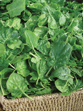 Spinach ~ Double Choice
