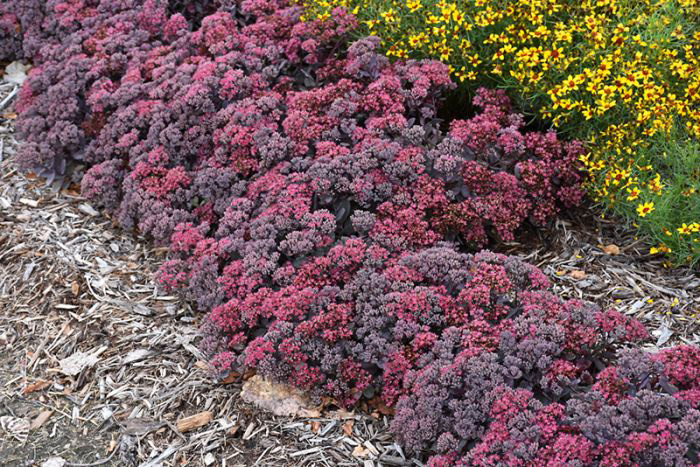 Sedum Dazzleberry