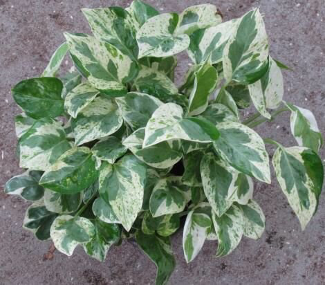 Pothos