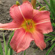 Daylily Prairie Bella