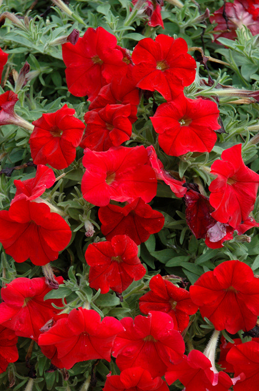 Headliner Red