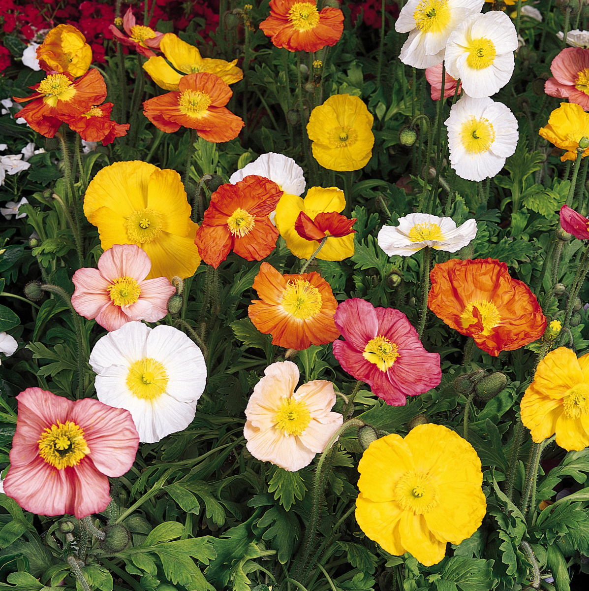 Poppy (Papaver) Champagne Bubbles Mix