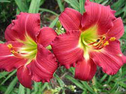 Daylily Ruby Stella