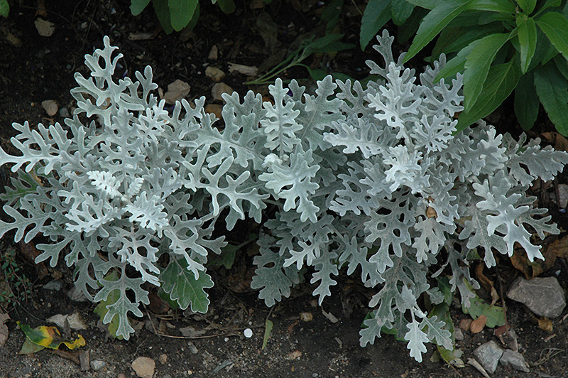 Dusty Miller Silver Dust