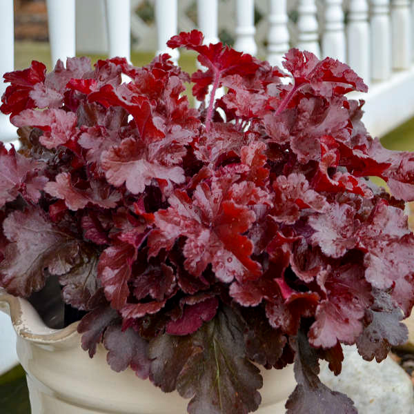 Coral Bells (Heuchera) Cherry Truffle