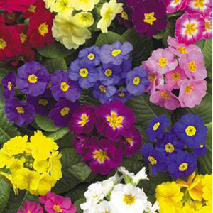 Primrose (Can be used as a House Plant)