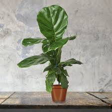 Ficus Lyrata