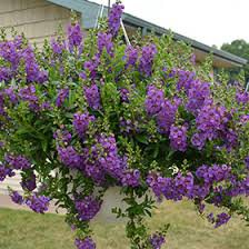 Angelface Cascade Blue