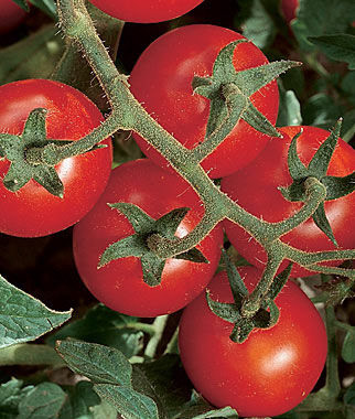 Chadwick Cherry Heirloom