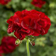 Medium Dark Red
