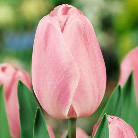 Tulip Sweet Impression